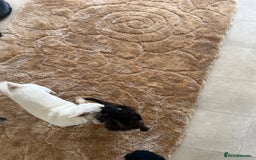 Mixed Breed dogs for sale: Chihuahua x Jack Russell - Image 7