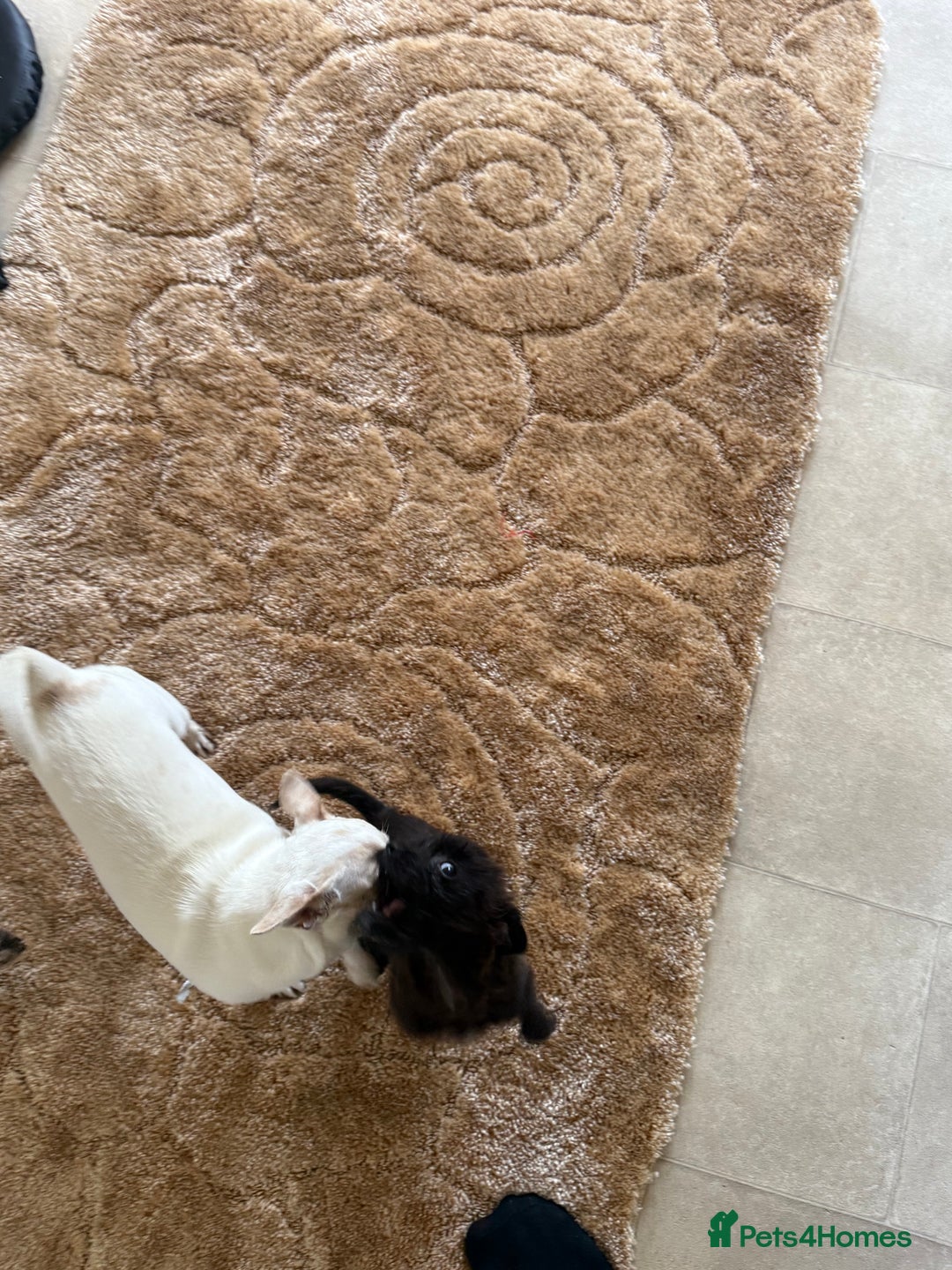 Mixed Breed dogs for sale: Chihuahua x Jack Russell - Image 7