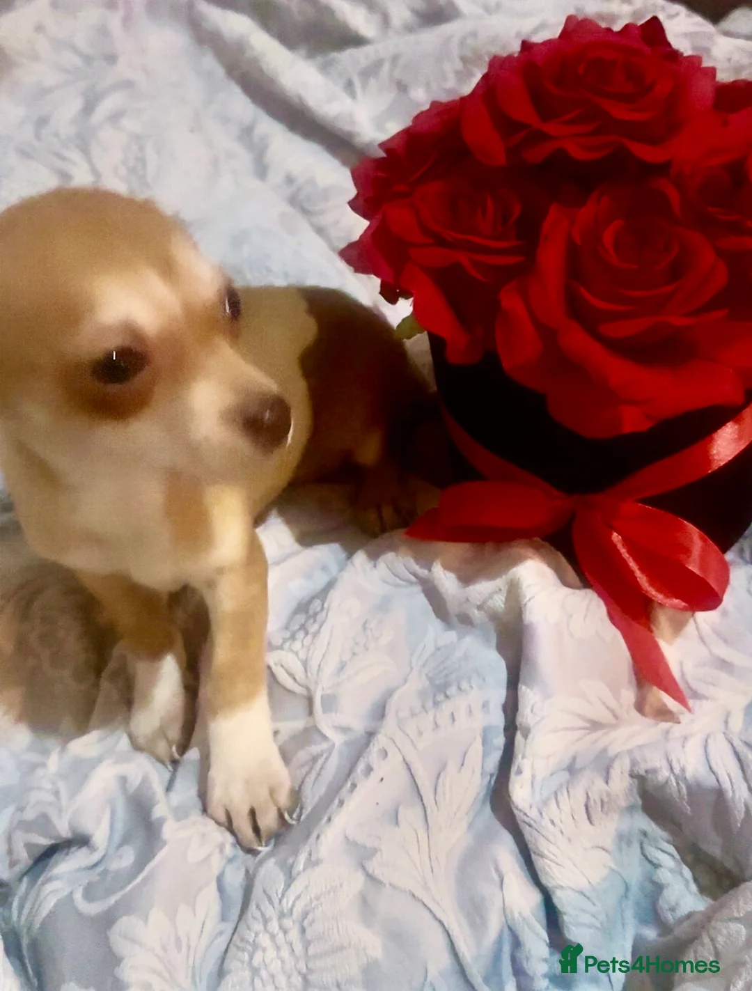 Chihuahua dogs for sale: 2 gorgeous pedigree chihuahua boys ready now 💙 - Advert 3