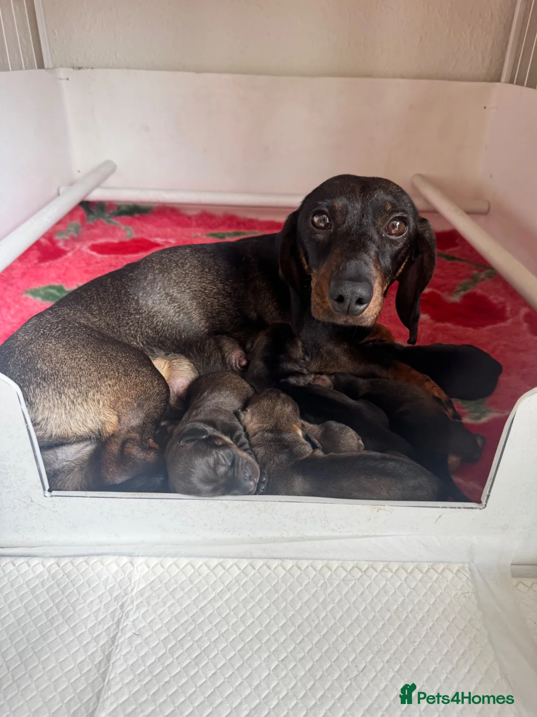 Dachshund dogs for sale: *Gamekeeper bred Wire Haired Dachshund Puppies* - Advert 2