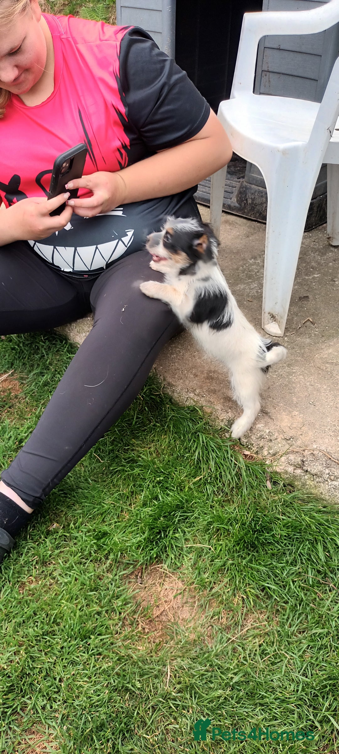 Jack Russell dogs for sale: Jack Russell pups for sale - Image 13