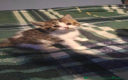 British Shorthair cats for sale: Male British Shorthair - Image 3