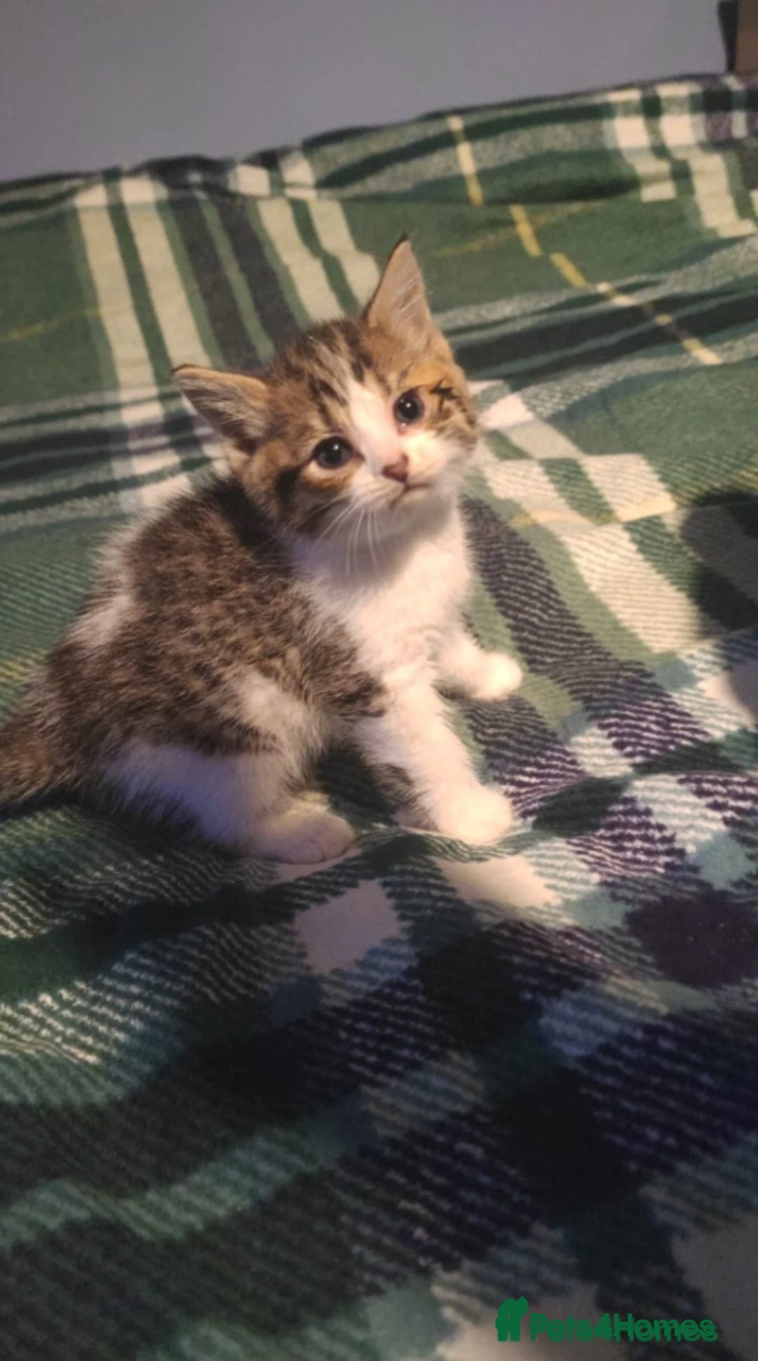 British Shorthair cats for sale: Male British Shorthair - Image 3