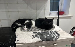 Domestic Shorthair cats for sale: Beautiful cats - Image 4