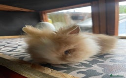 Lionhead rabbits for sale: Baby Lionhead Male Looking For New Home - Image 15