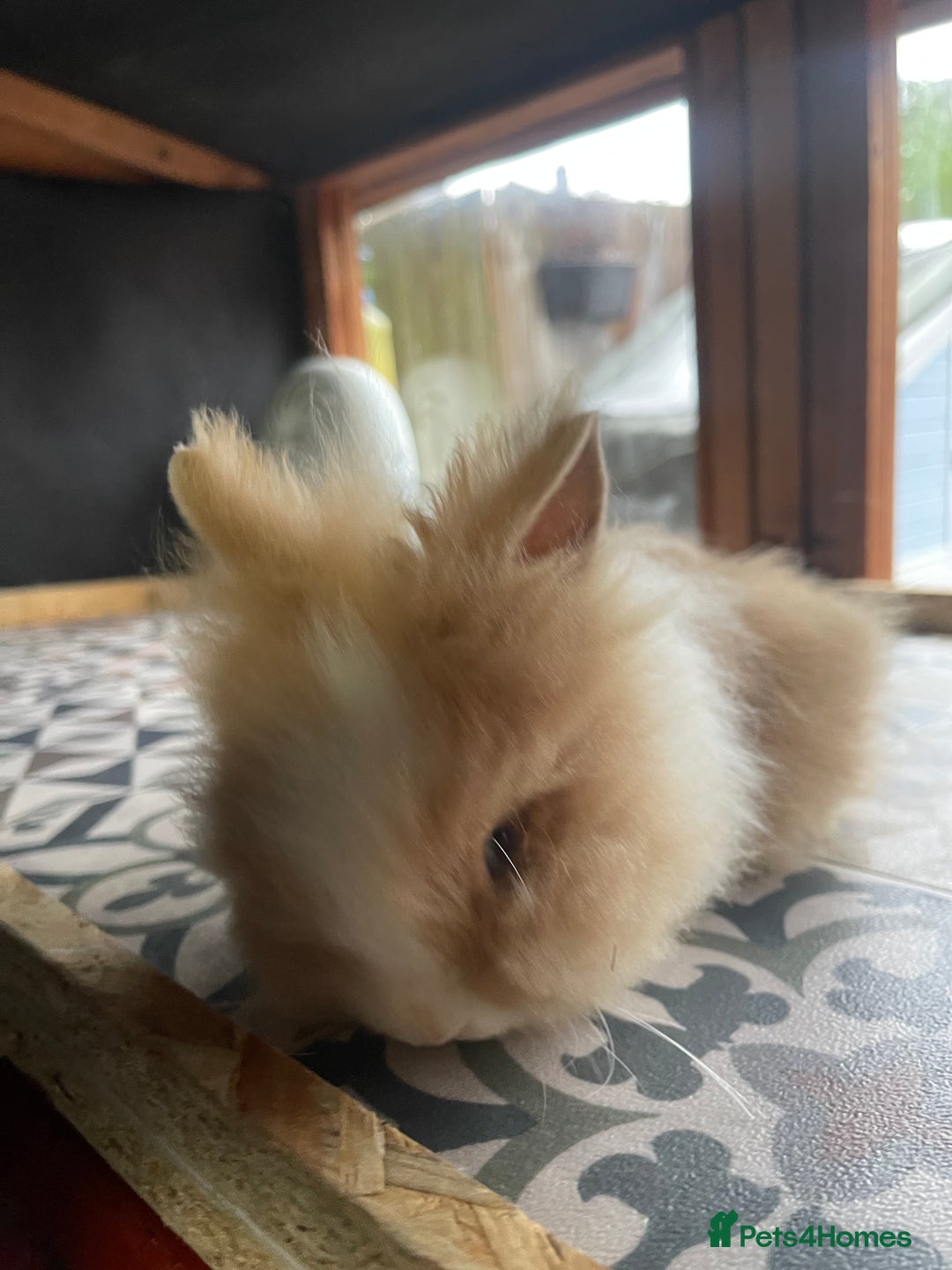 Lionhead rabbits for sale: Baby Lionhead Male Looking For New Home - Image 15