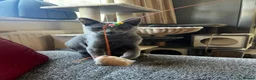 Russian Blue cats for sale: Lats one! Beautiful Russian Blue female kitten  - Advert 3