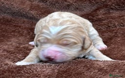 Double Doodle dogs for sale: Double Doodle puppies from Health tested parents - Image 6