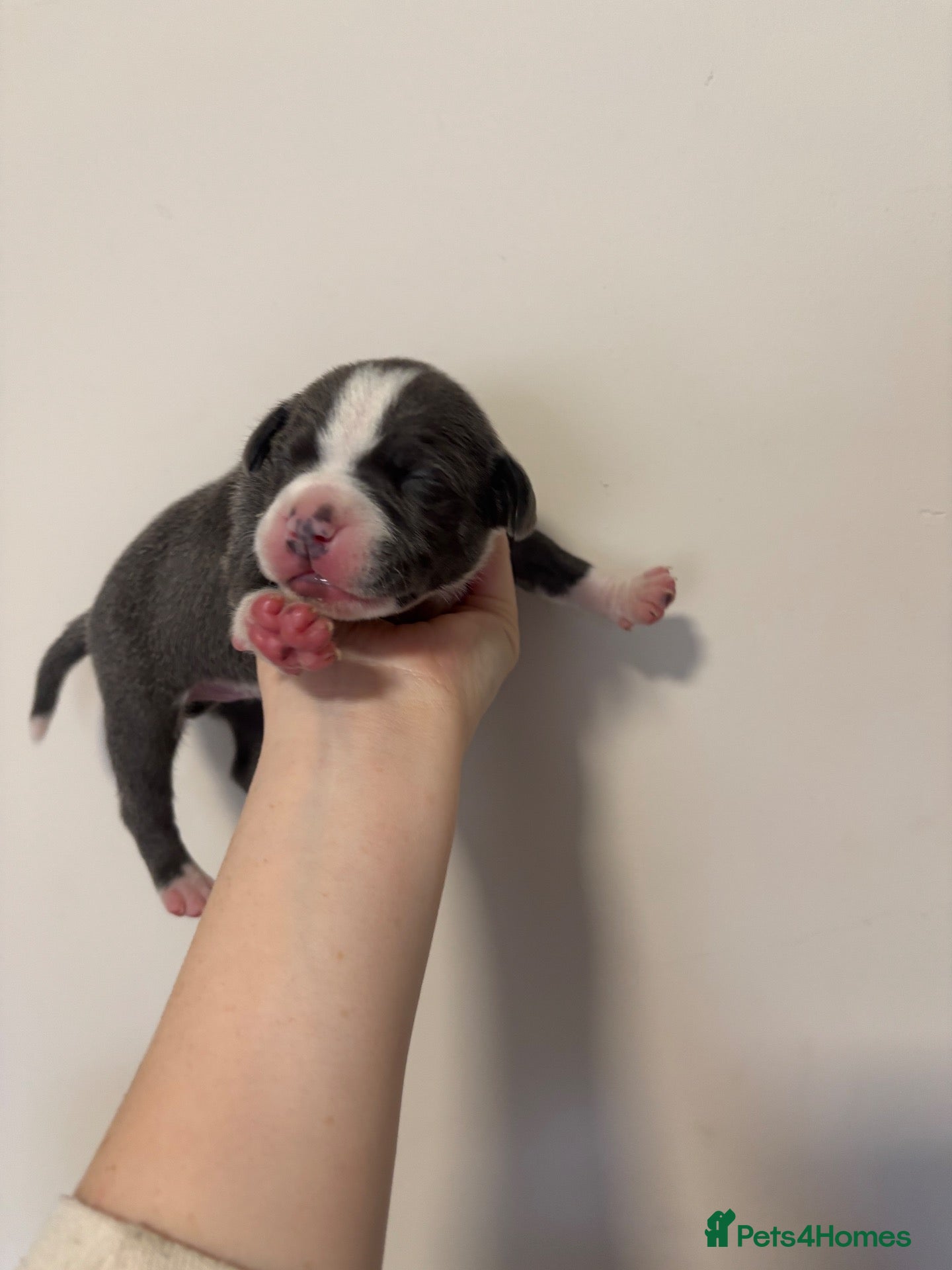Staffordshire Bull Terrier dogs 10 Beautiful blue Staffordshire bull terrier pups - Advert 2
