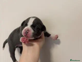 Staffordshire Bull Terrier dogs 10 Beautiful blue Staffordshire bull terrier pups - Advert 2