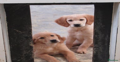 Golden Retriever dogs in March - Advert 5