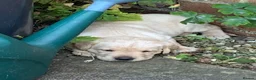 Labrador Retriever dogs for sale: KC reg Working Labrador puppies  - Advert 1