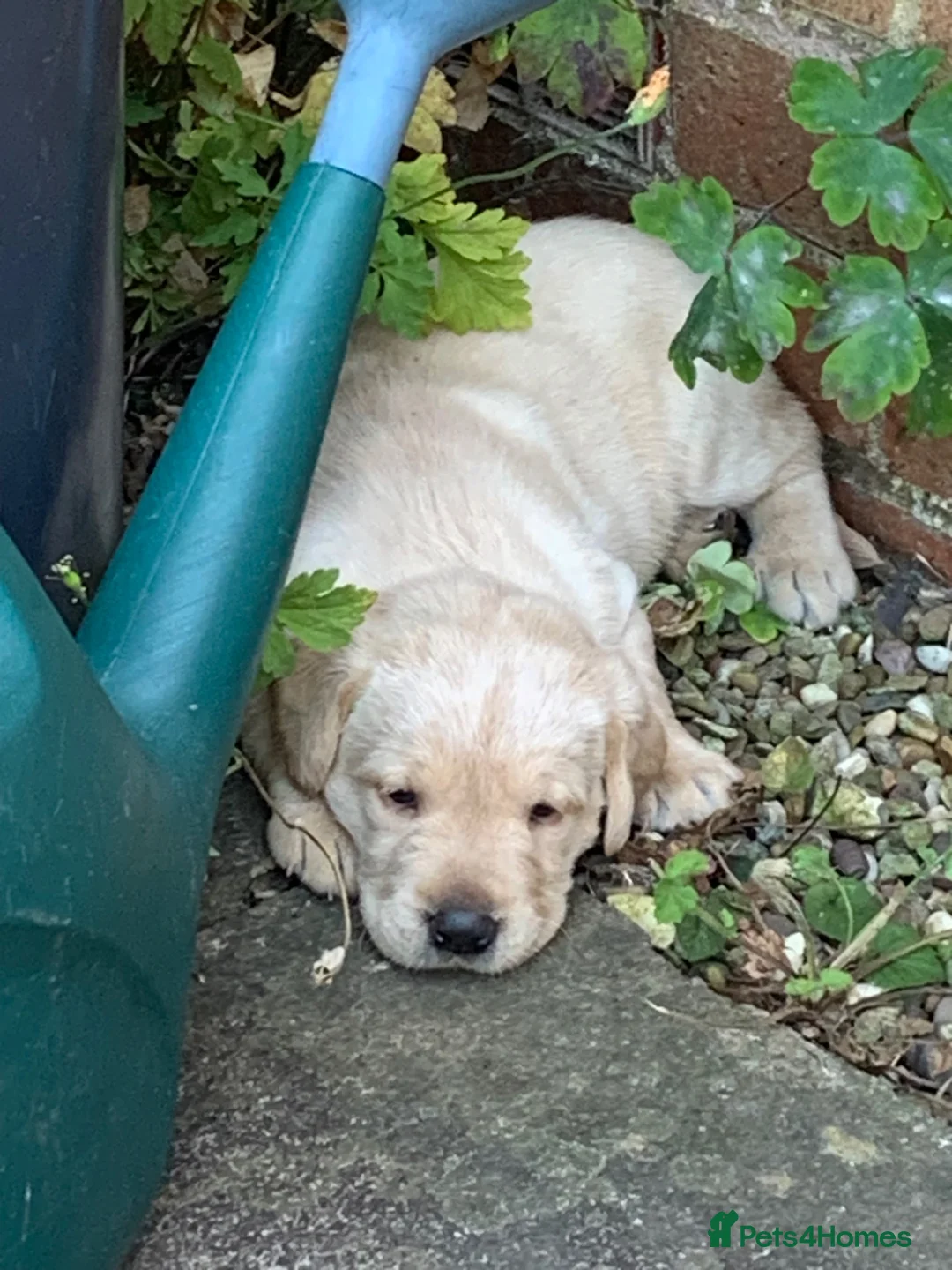 Labrador Retriever dogs for sale: KC reg Working Labrador puppies  - Advert 1