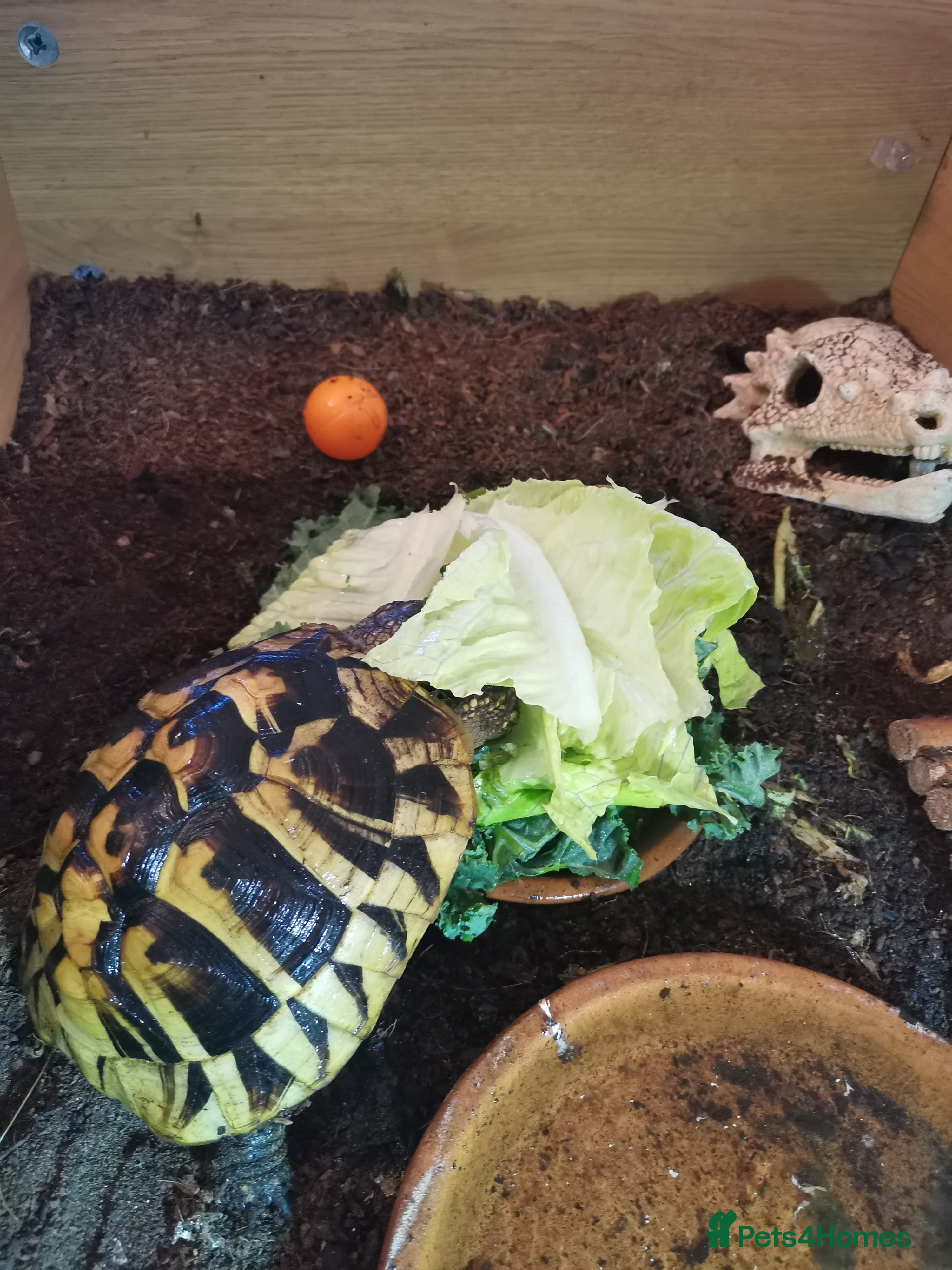 Hermann Tortoise reptiles Hermman Tortoise for sale - Advert 7