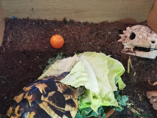 Hermann Tortoise reptiles - Advert 10