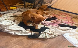 Mixed Breed dogs for sale: Beautiful Labrador x shepherd puppies - Image 11