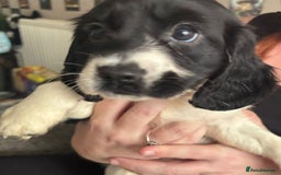 Sprocker dogs for sale: Sprocker puppies  - Image 4