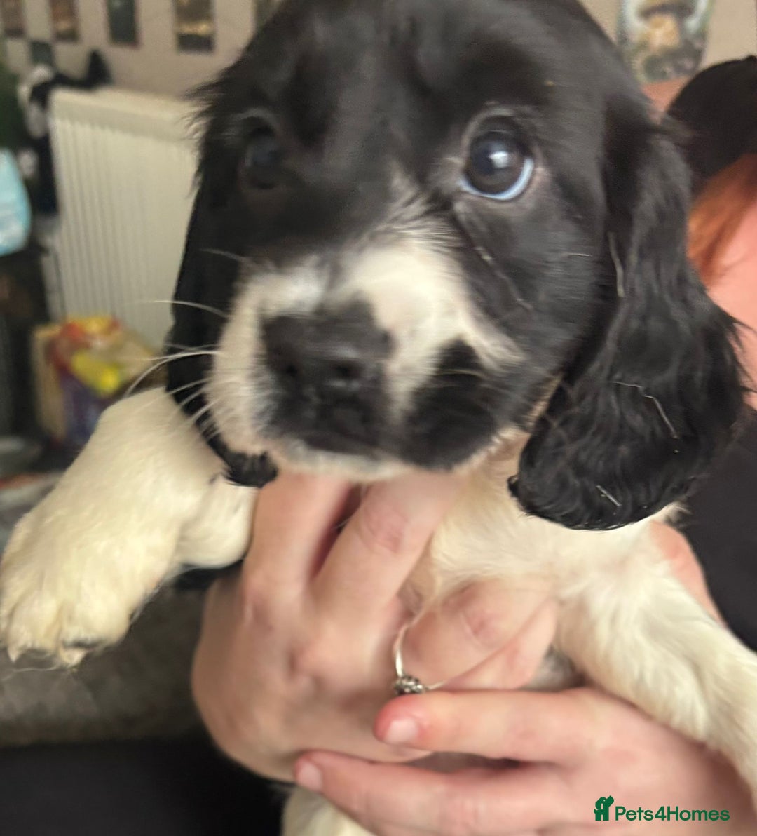 Sprocker dogs for sale: Sprocker puppies  - Image 4