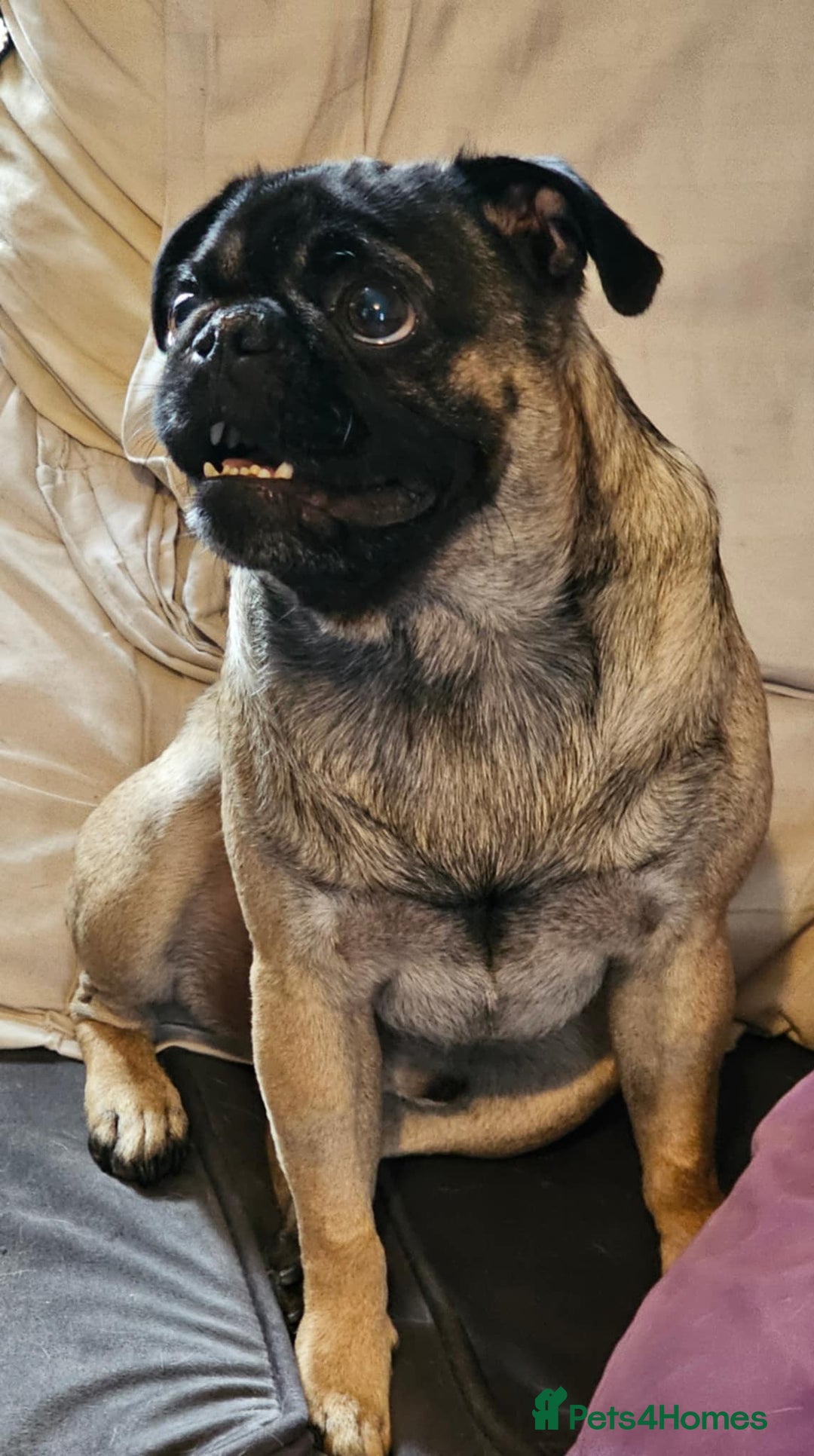 Frug dogs for sale: Puppies  - Image 19