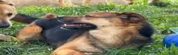 Mixed Breed dogs for adoption: BRUTUS - Advert 3