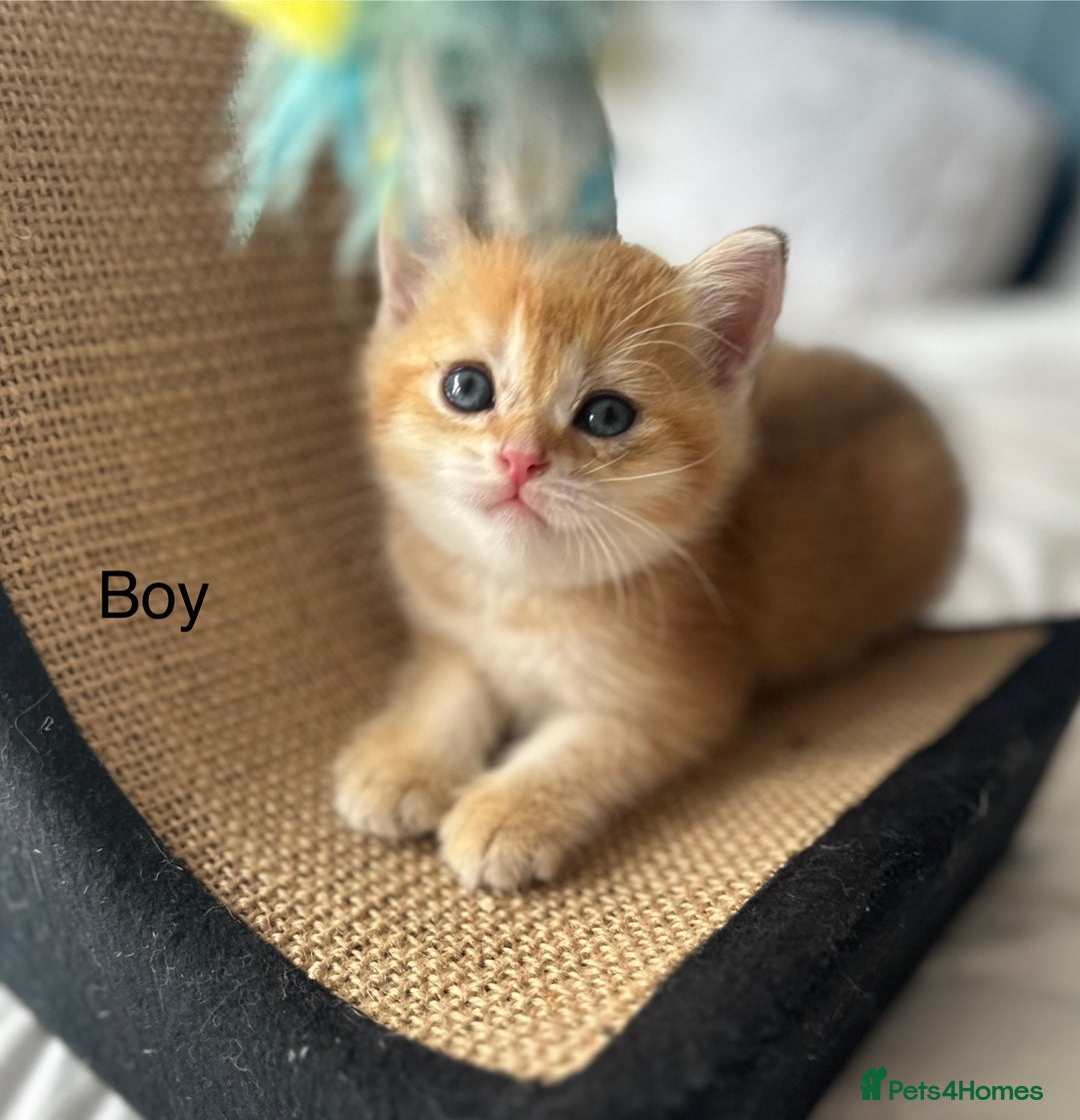 British Shorthair cats for sale: Stunning munchkin fur babies 😻🌼🌸🌺 - Image 7
