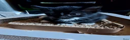 Mixed Breed cats for sale: Kittens looking for there forever homes - Advert 11
