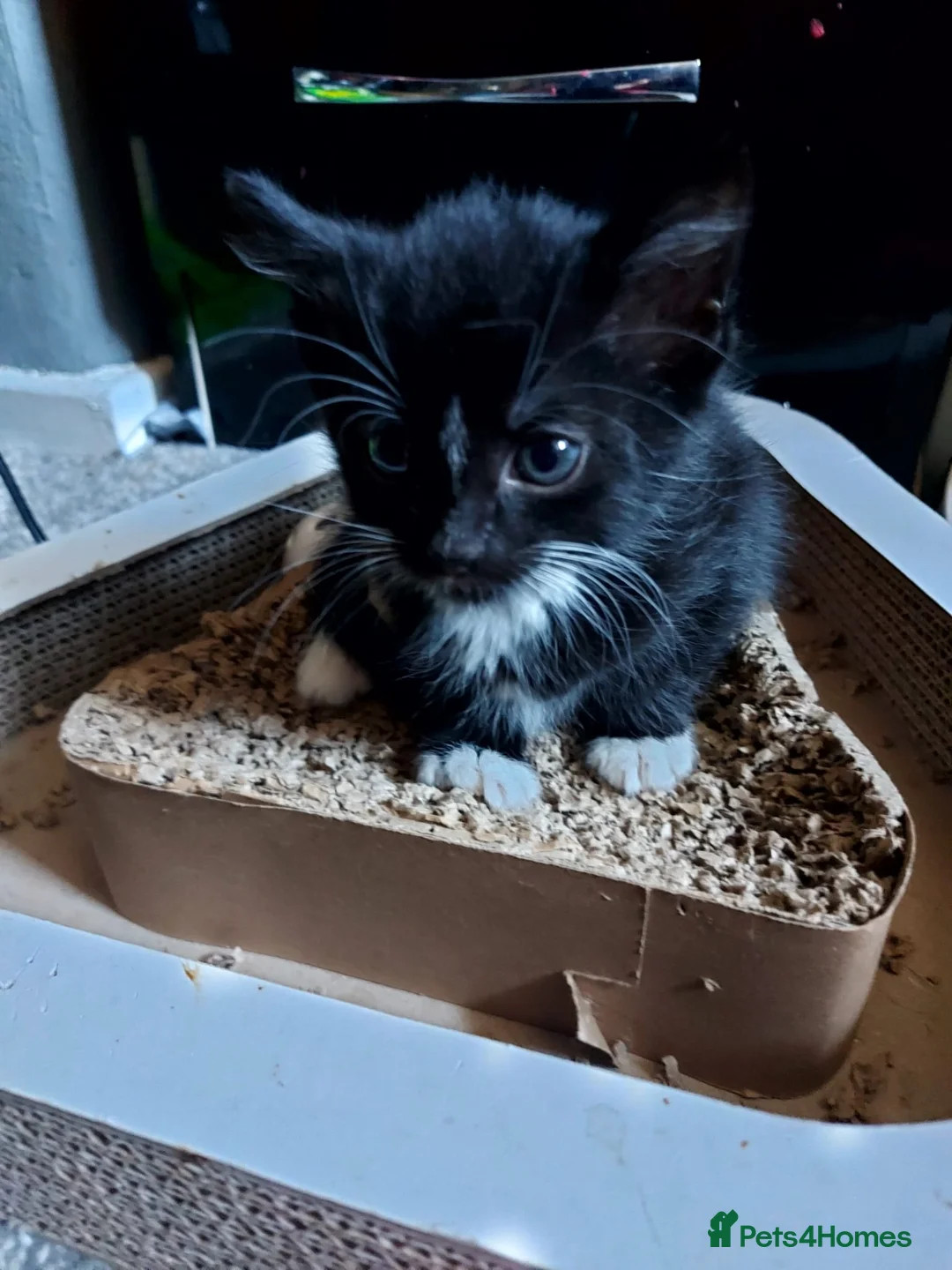 Mixed Breed cats for sale: Kittens looking for there forever homes - Advert 11