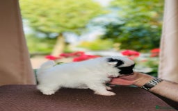 Pomeranian dogs for sale: Cute Pomeranian Puppies Looking for loving home - Image 18