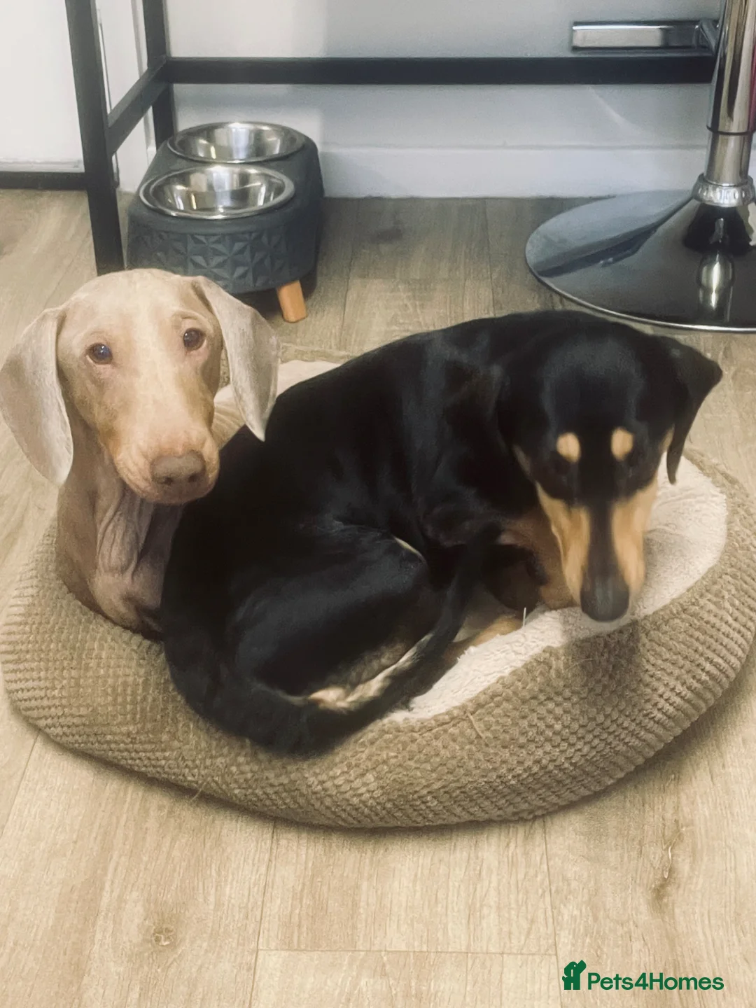 Miniature Dachshund dogs for sale: ⭐️ Miniature dachshund puppies ⭐️ - Advert 24