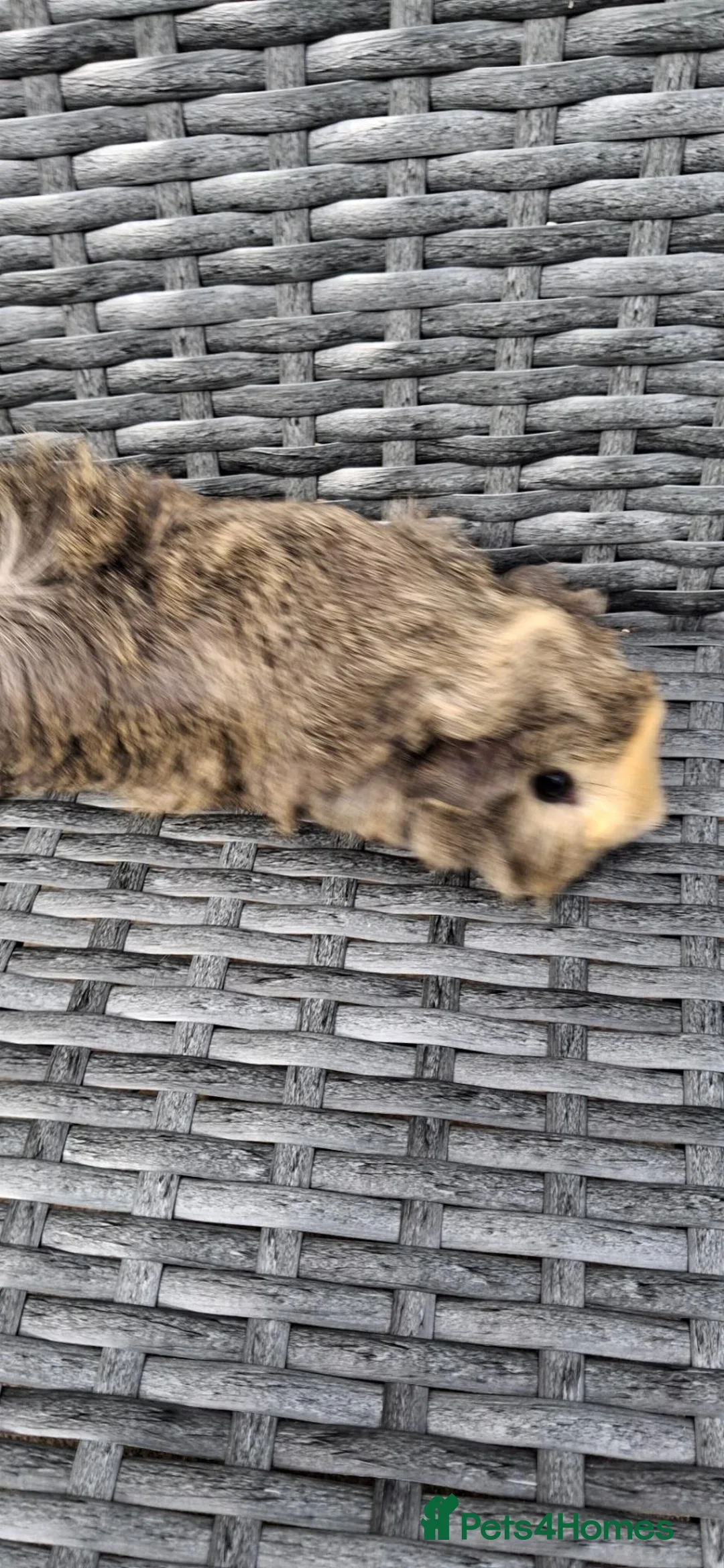 Guinea Pig rodents for sale: 4 baby girl guinea pigs and 1 boy - Advert 2