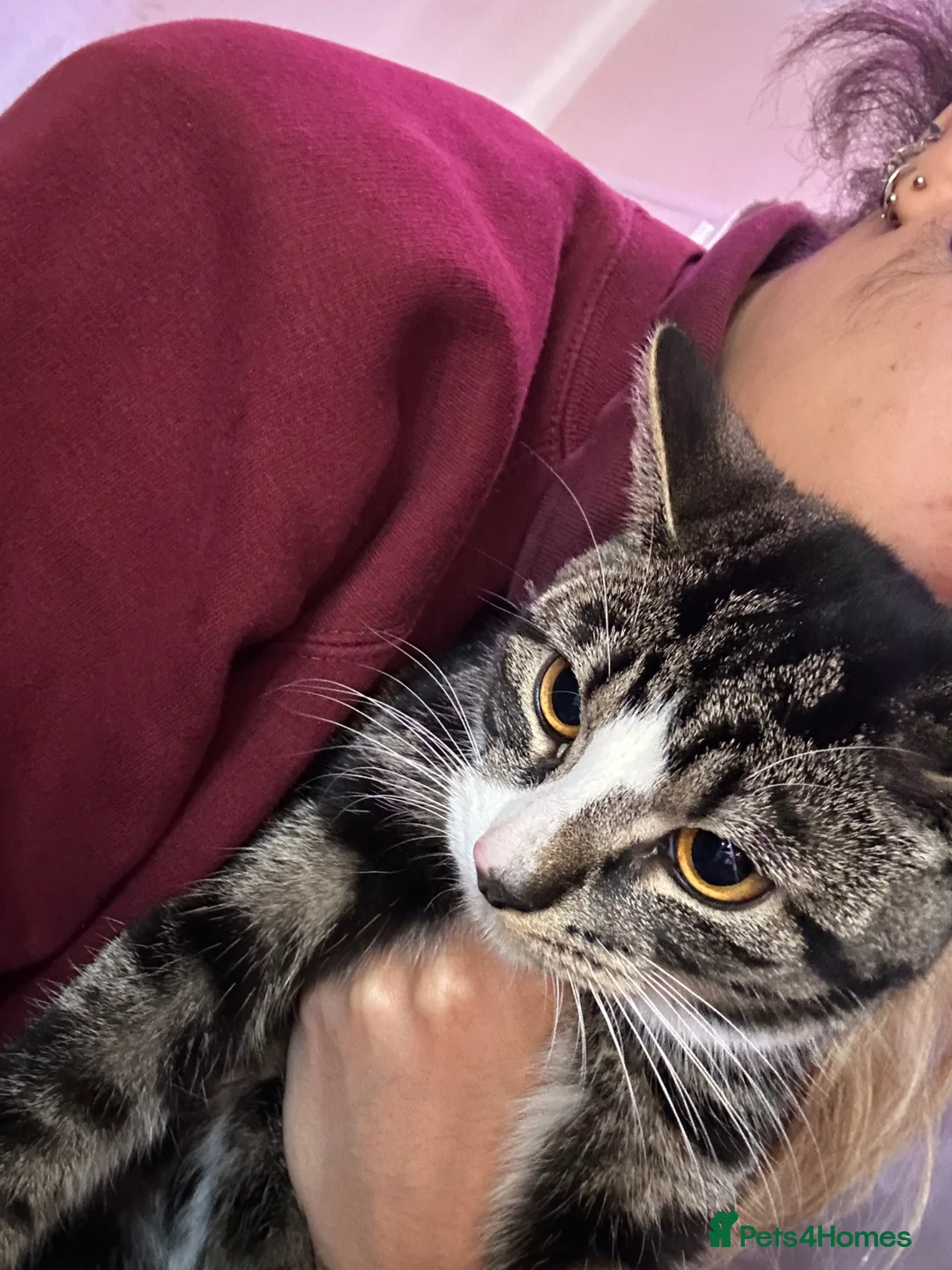 Mixed Breed cats for sale: Lovely kitten looking for a new home !!! in London - Advert 1