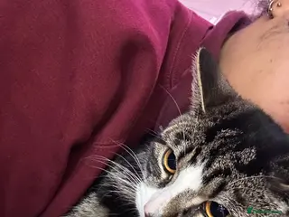 Mixed Breed cats Lovely kitten looking for a new home !!! - Advert 1