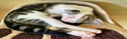 Mixed Breed cats for sale: Adorable tabby girl needs loving home in Newark - Advert 9