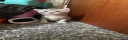 British Shorthair cats for sale: 4 beautiful British shorthair mixes.  - Advert 6