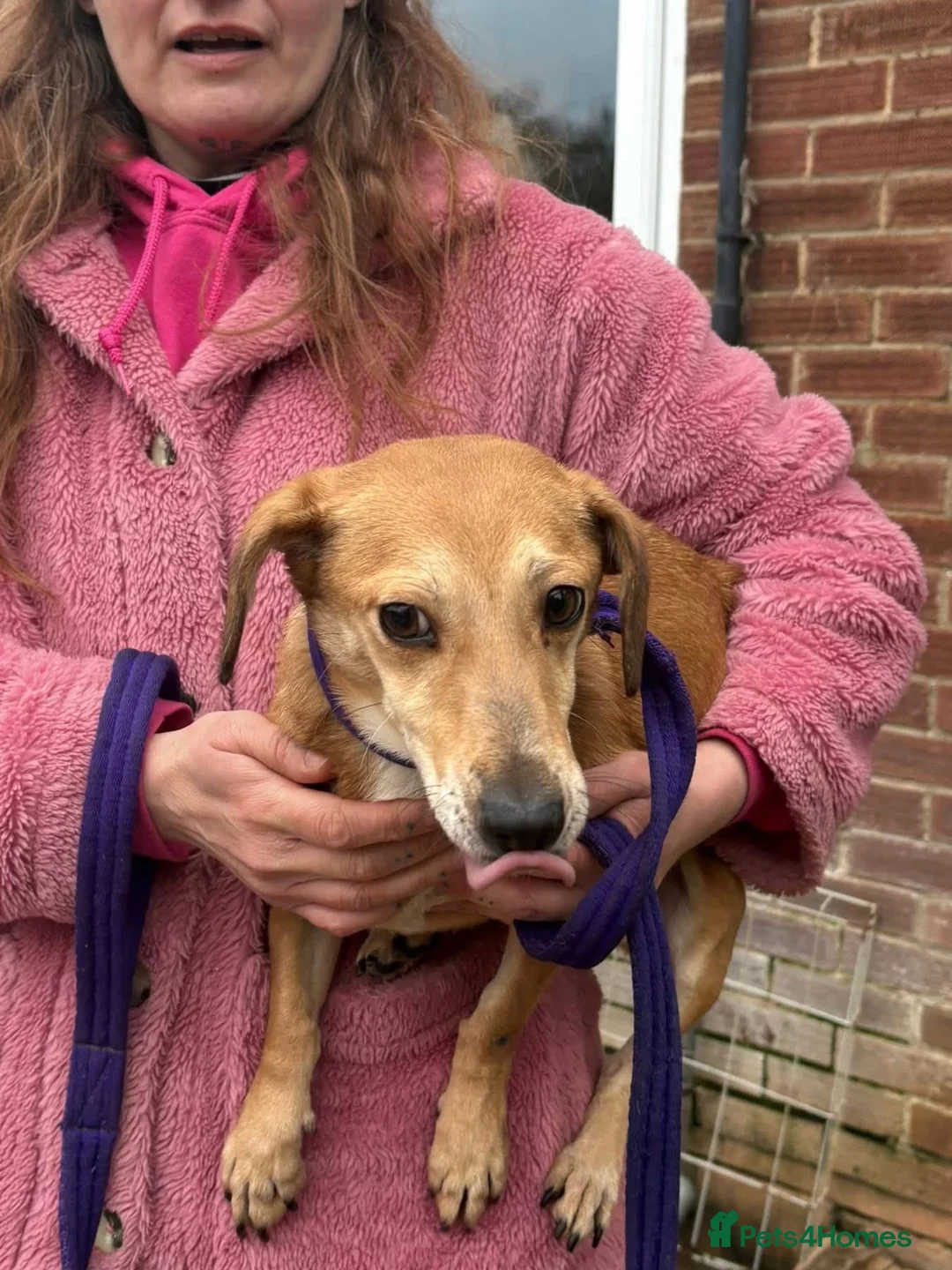 Mixed Breed dogs for adoption: Mavis - Norwich Norfolk  in Norwich - Advert 2