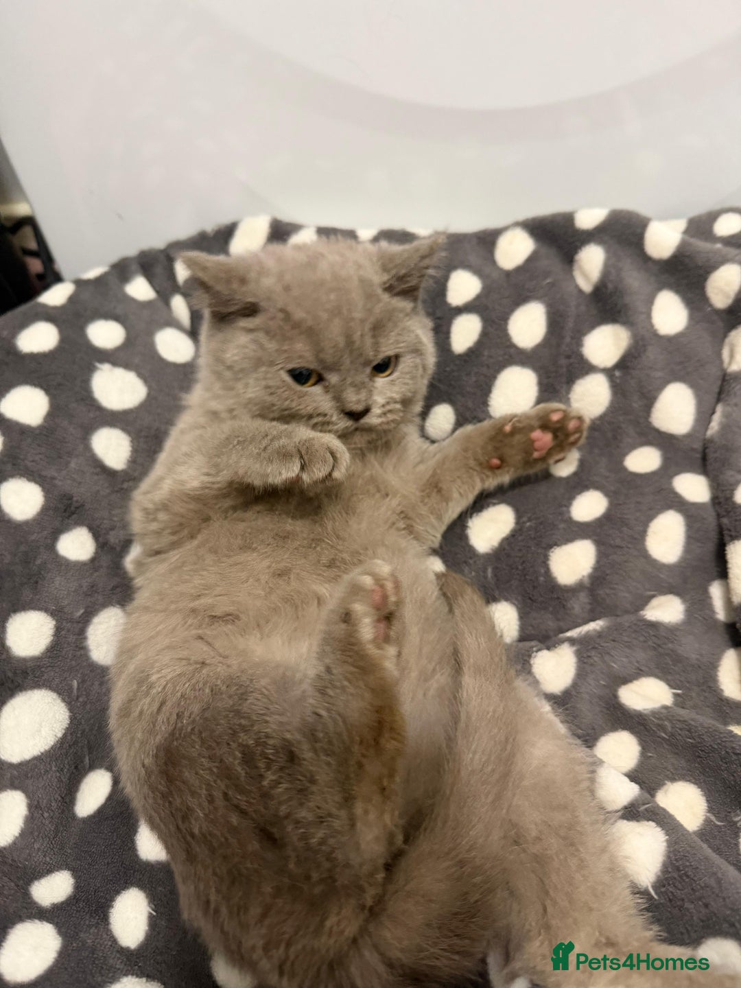 British Shorthair cats for sale: Purebred British Shorthair kittens ready to leave! - Advert 4