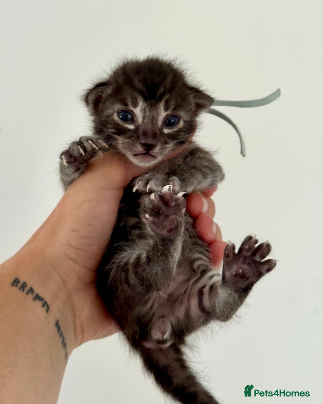Bengal cats for sale: Rare Glitter Pedigree Bengal Female - Show Quality - Image 21