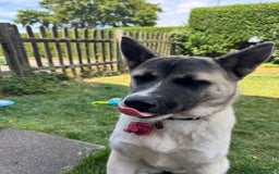 Akita dogs for sale: Akita 7 months old pup - Image 2