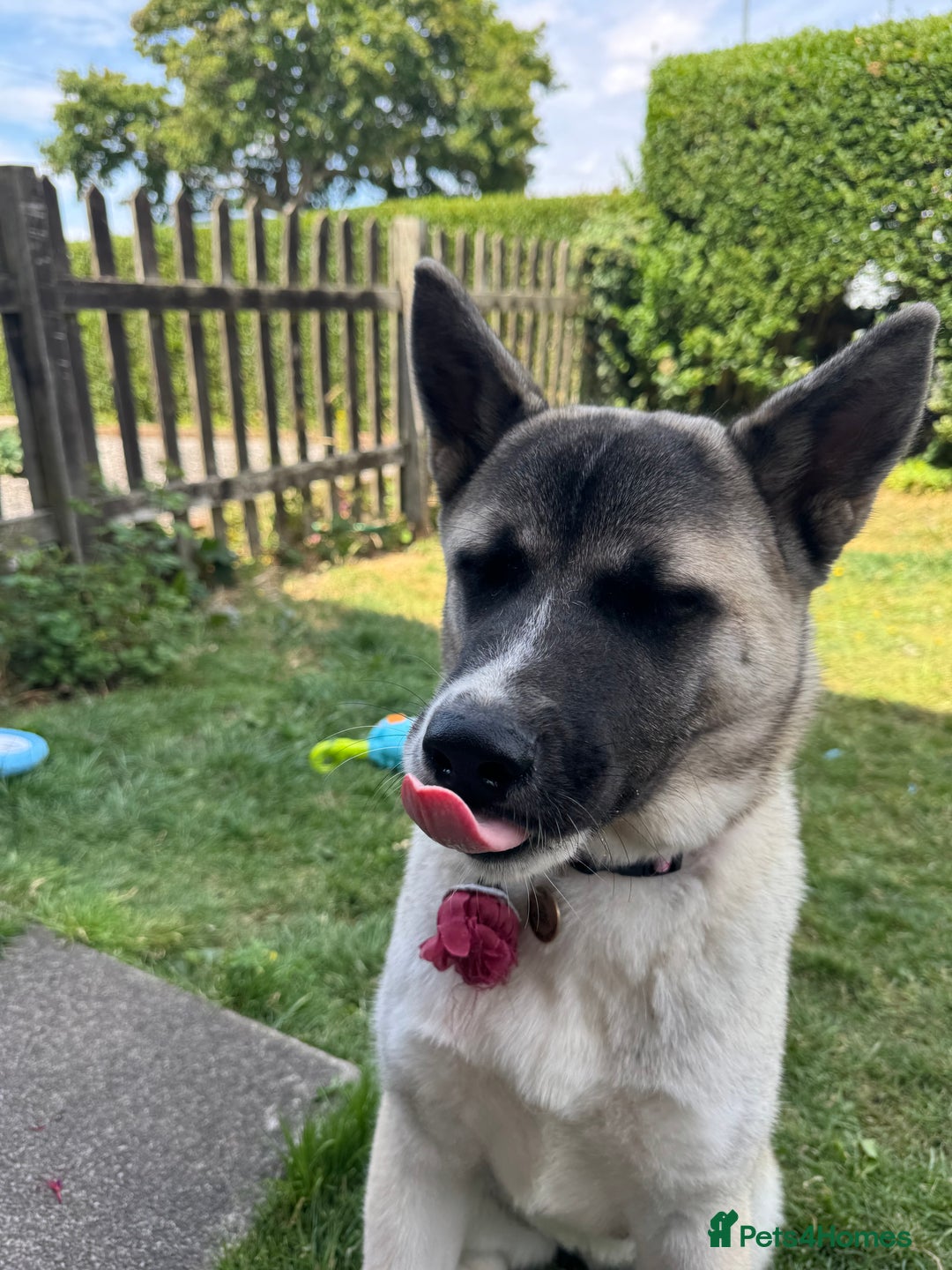 Akita dogs for sale: Akita 7 months old pup - Image 2