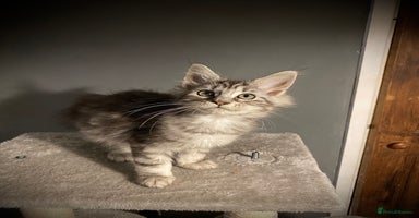 Maine Coon cats Full Maine Coon Black Silver Female kitten  - Advert 16