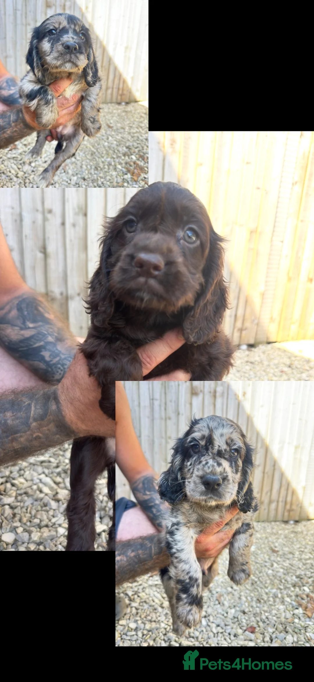 Cocker Spaniel dogs for sale: Stunning unique kc working cocker spaniel puppies  - Advert 2