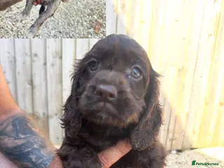 Cocker Spaniel dogs *ONLY 2 LEFT*stunning unique kc cocker spaniels - Advert 2