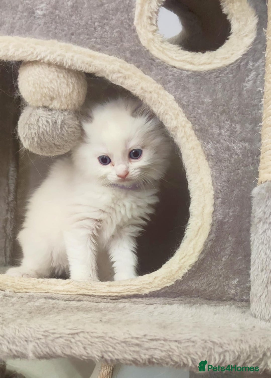 Ragdoll cats for sale: ❤️ Sweet Purrs Await: Your Ragdoll Friend ❤️ - Advert 1