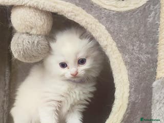 Ragdoll cats ❤️Ragdoll kittens: The purr-fect Valentine gift❤️ - Advert 1