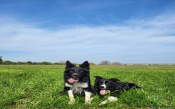 Border Collie dogs for sale: Border Collie puppies - Image 21