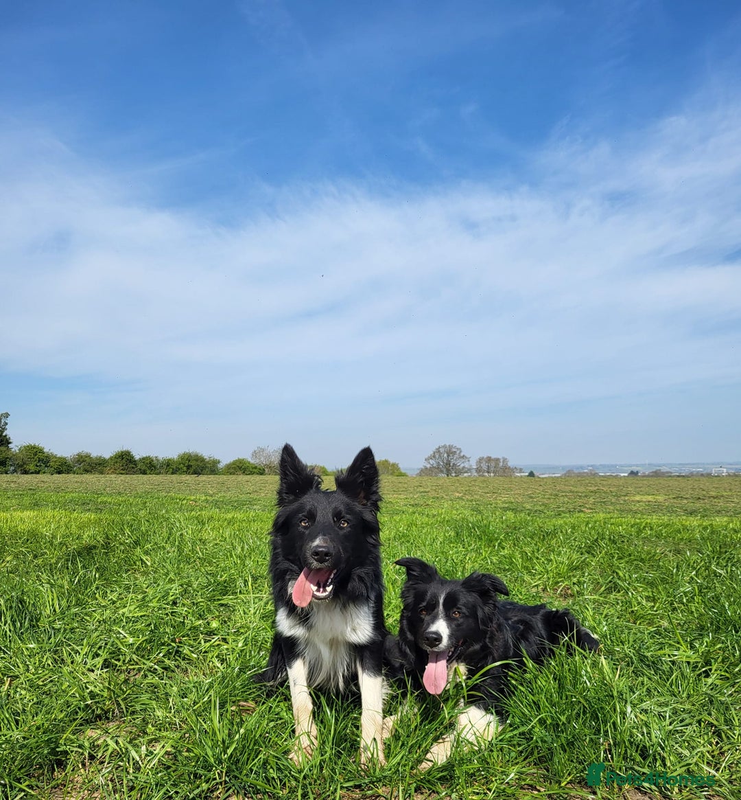 Border Collie dogs for sale: Border Collie puppies - Image 21