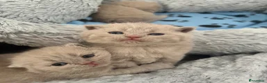 British Shorthair 3
