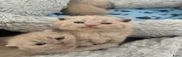 British Shorthair cats for sale: GCCF registered Lilac Kittens  - Advert 3