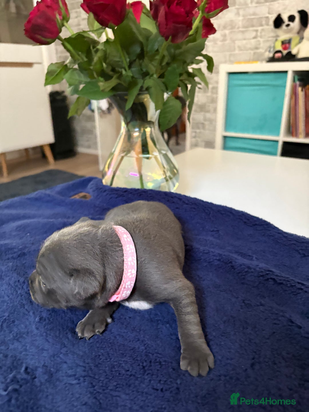 Staffordshire Bull Terrier dogs for sale: Blue Staffordshire Bull Terrier KC registered  - Image 11