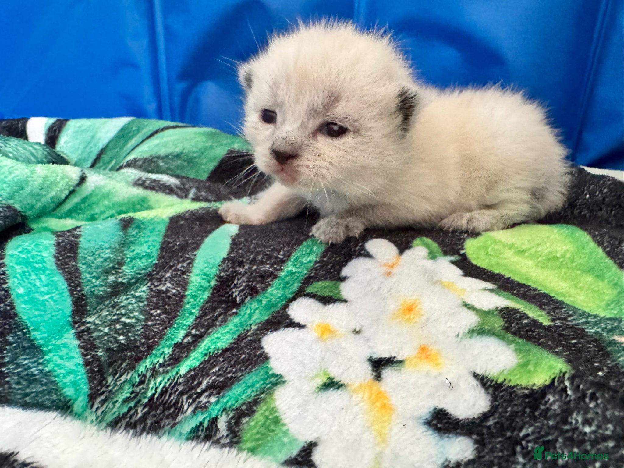 Siamese cats Siamese stunners  - Advert 2